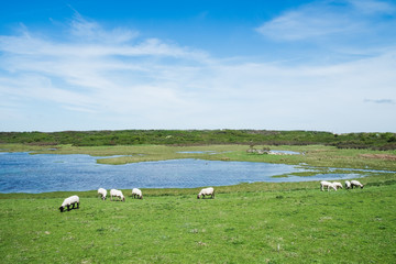 Schafe im feld
