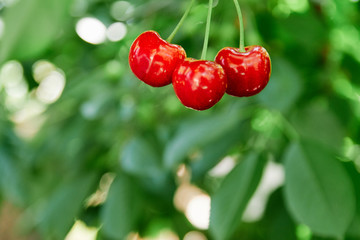 cherry tree branch. fresh cherries. sweet cherries