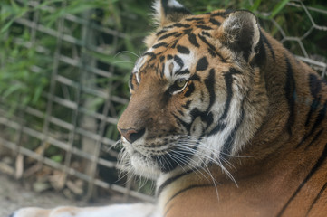 Tigre dans son enclos au zoo