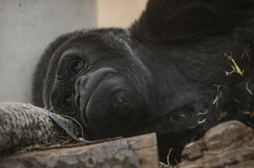 Gorille dans son enclos au zoo