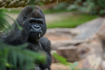 Gorille dans son enclos au zoo