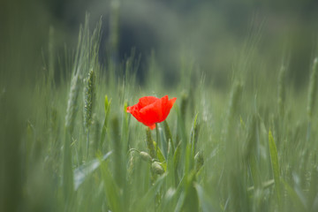 Single red poppy flower on a cereal field