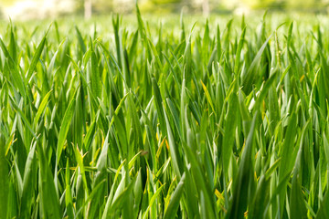 Young sweet corn plants growing in green fields