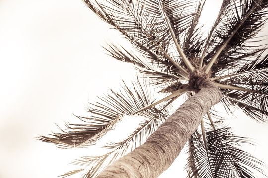 Palm tree leaves sunny tropical beach with white sky in vintage style