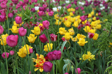 Blühende Tulpen in einem Tulpenbeet