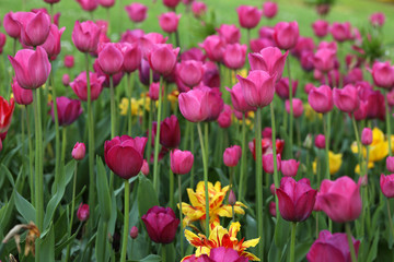 Blühende Tulpen in einem Tulpenbeet