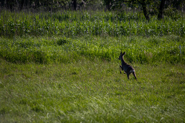 Deer wild in the crop
