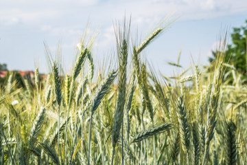 Green immature ears of corn 