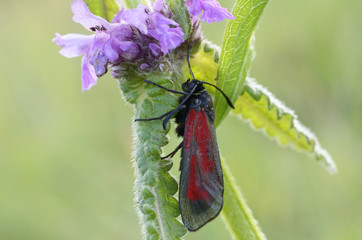 Cinnabar moth sitting on a green leaf in front of blurred background. 