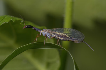 Snakefly, Raphidioptera, sitting on a plant stem bent into semicircle.