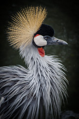 Crowned Crane (Balearica regulorum)