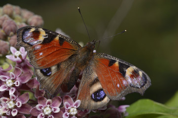 Peacock butterfly, Inachis io, sitting on a purple wildflowers. 