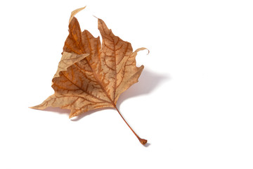 dry crumpled autumn maple leaf on a white background