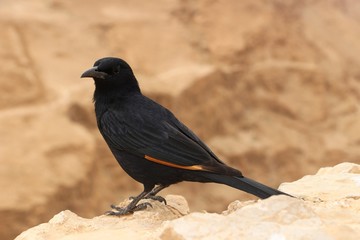 Tristram's starling in Masada, Israel