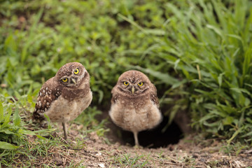 Naklejka premium Family with Baby Burrowing owls Athene cunicularia perched outside a burrow