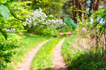 a branch cherry on a background of forest trails, flowers Prunus padus in forest