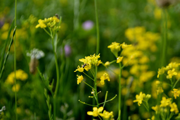 The flowers in the field. Natural background