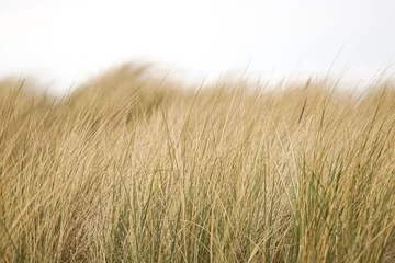 Papier peint photo Herbes des dunes beach grass, straw  © Darius Murawski