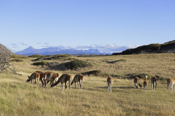Fototapeta na wymiar Flock of lama on meadow in Torres del Paine, Chile Patagonia