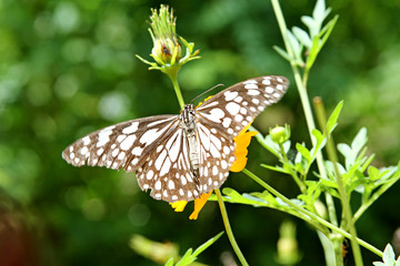 Butterfly on green leaves