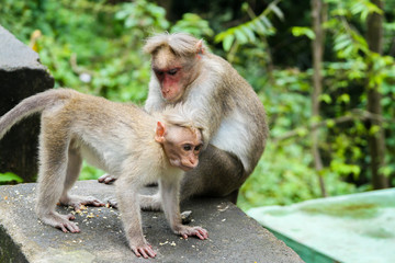 Baby monkey with mother