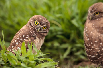 Obraz premium Funny Burrowing owl Athene cunicularia tilts its head outside its burrow