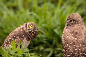 Funny Burrowing owl Athene cunicularia tilts its head outside its burrow