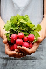 Bunch of radish in the hand isolated. Fresh and organic radish 