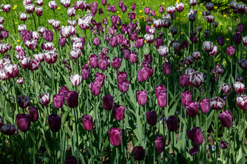 set of multicolored tulips