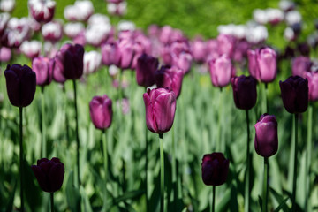 Obraz premium set of multicolored tulips