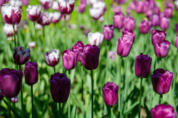 set of multicolored tulips