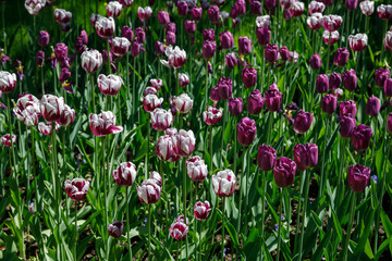 Fototapeta premium set of multicolored tulips