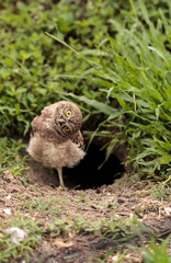 Fototapeta premium Funny Burrowing owl Athene cunicularia tilts its head outside its burrow