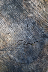 Fototapeta premium Tree texture tree trunk, close-up