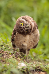 Obraz premium Funny Burrowing owl Athene cunicularia tilts its head outside its burrow
