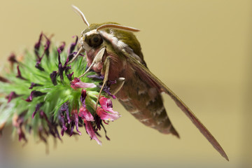 Beautiful brown-red owlet Moth in big Detail