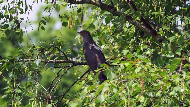 Cuckoo ( Cuculus canorus ) sitting on a tree branch