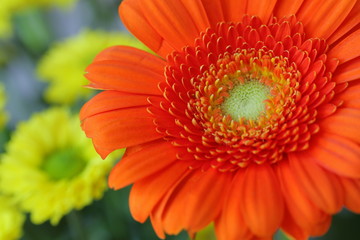 Gerbera part of the blossom orange