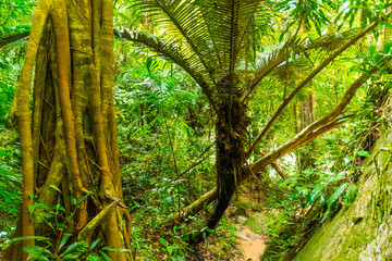 Obraz premium Thailand rainforest with very big trees in the Koh Samui Island