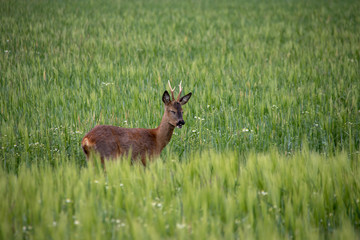 Deer wild in the crop