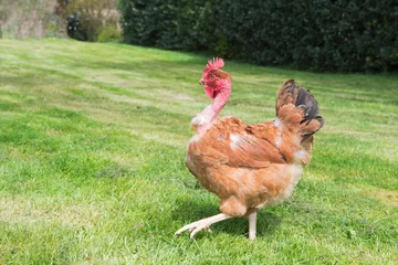 Photo sur Plexiglas Poulet Naked neck chicken