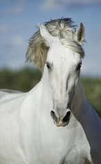 Portrait of a white andalusian horse - 206908510