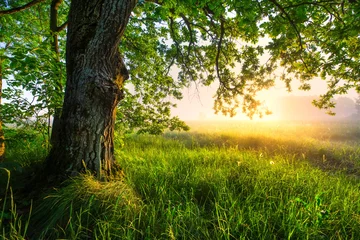 Foto op Plexiglas Groene eikenboom in de ochtend. Geweldig zomerlandschap. © alexugalek