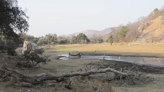beautiful lake in the Ranthambore National Park, India