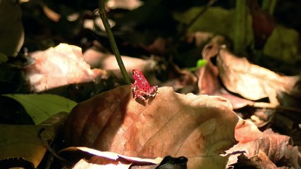 Strawberry poison red dart frog in the Caribbean forest.  These amphibians are known as dart frogs because indigenous people use the frog’s poison for blow darts and arrow poison. All wild dart frogs 