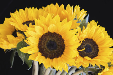 Bouquet of bright sunflowers on a black background