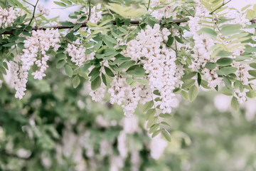 Abundant flowering acacia branch of Robinia pseudoacacia, false acacia, black locust, sunny day. Nectar for tender but fragrant honey