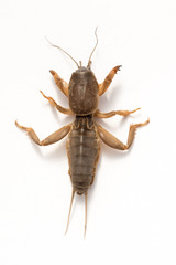 Mole cricket (Gryllotalpa gryllotalpa) on white and colored background. Scary images of a close-up...