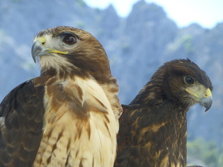 Halcon peregrino en Grazalema, pueblo con encanto de Cadiz en Andalucia (España)