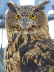 Buho en Grazalema, pueblo con encanto de Cadiz en Andalucia (España)